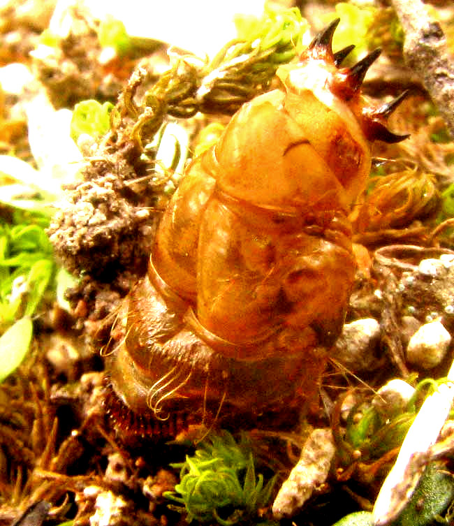 Robber Fly pupa exuvia