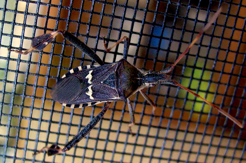 Western Leaf-footed Bug, LEPTOGLOSSUS CLYPEALIS