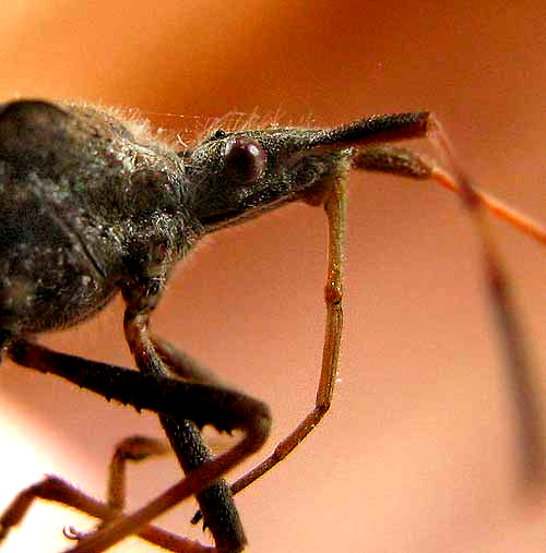 Head of Western Leaf-footed Bug, Leptoglossus clypealis, showing proboscis