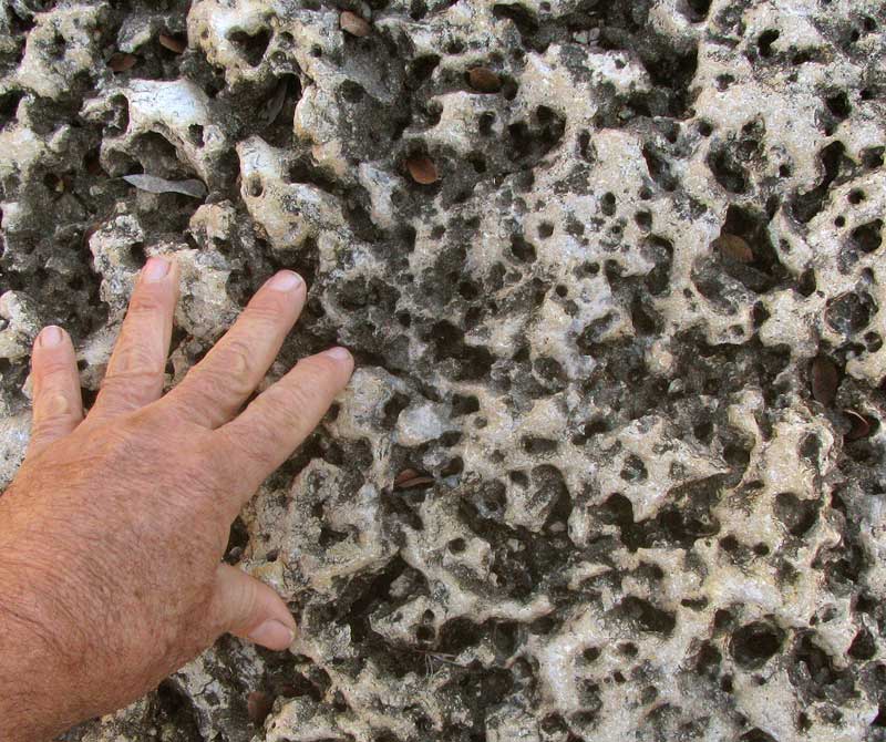 fossilized wormholes in Cretaceous, Glen Rose Formation, marly limestone in southwestern Texas, USA