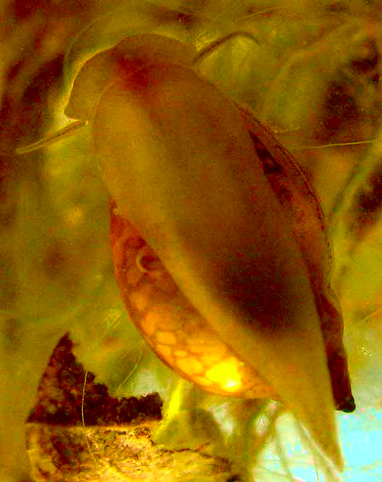 Tadpole Snail, PHYSELLA ACUTA, bottom, seen through glass wall