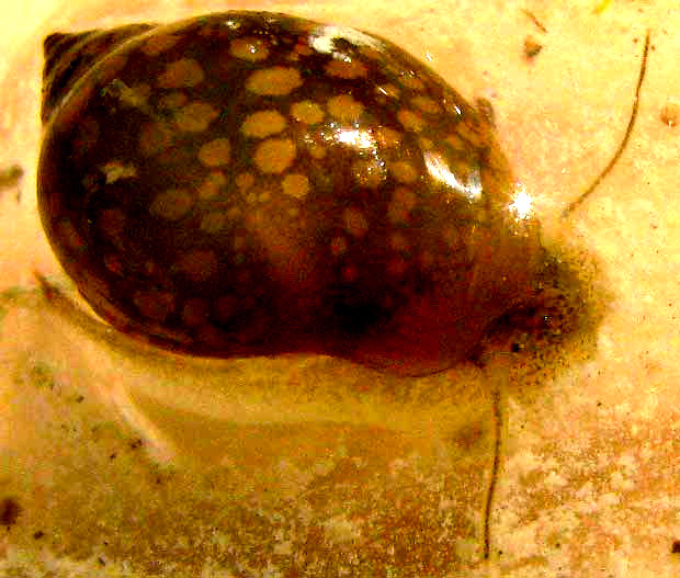 Tadpole Snail, PHYSELLA ACUTA