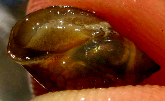 Tadpole Snail, PHYSELLA ACUTA, bottom view