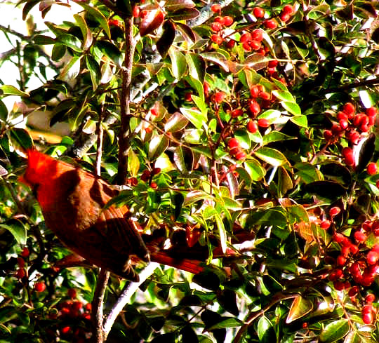 Evergreen Sumac, RHUS VIRENS, fruiting