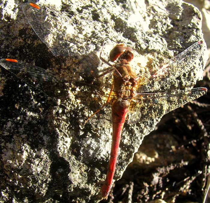 Yellow-legged Meadowhawk, SYMPETRUM VICINUM