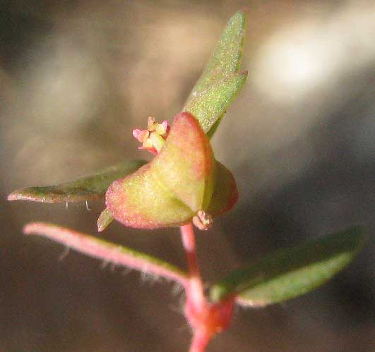 Hairy Euphorbia, EUPHORBIA VILLIFERA, flower or cyathium