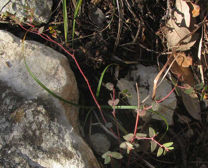 Hairy Euphorbia, EUPHORBIA VILLIFERA