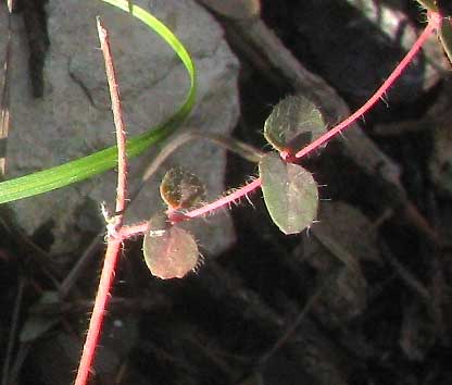 Hairy Euphorbia, EUPHORBIA VILLIFERA, hairy stem