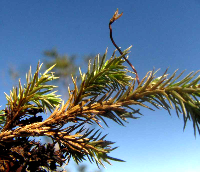 PTYCHOMITRIUM SERRATUM, showing branching stem and capsule arising from stem