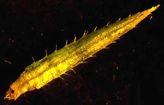 PTYCHOMITRIUM SERRATUM, leaf