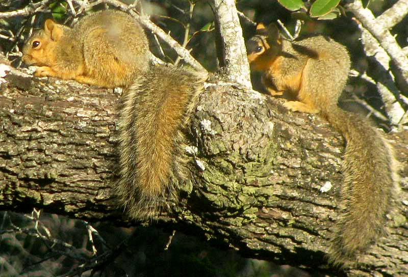 Eastern Fox Squirrel, SCIURUS NIGER, two basking together