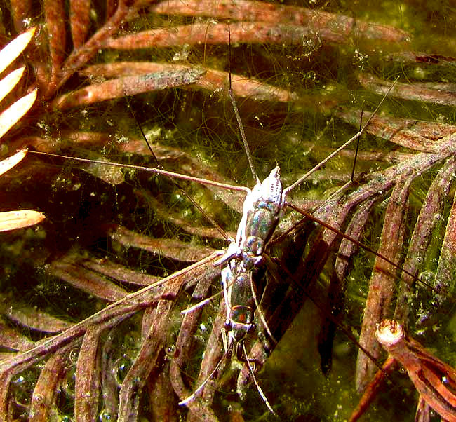 Little Water Strider, NEOGERRIS HESIONE