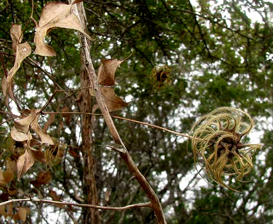 Scarlet Clematis, CLEMATIS TEXENSIS, leaves & fruit cluster in winter