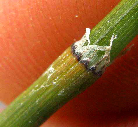 Smooth Horsetail, or Smooth Scouring Rush, EQUISETUM LAEVIGATUM, stem joint