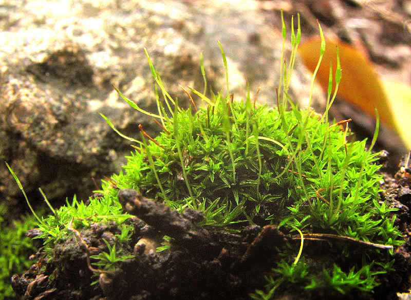 Controversial Weissia, WEISSIA CONTROVERSA, clump with immature capsules