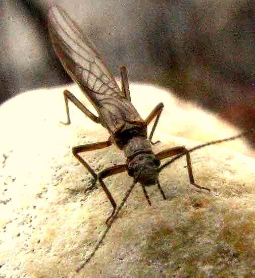 Stonefly adult, front view