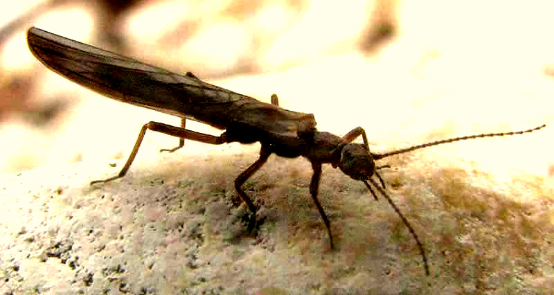 Stonefly adult in Texas