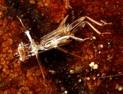 stonefly exuvia