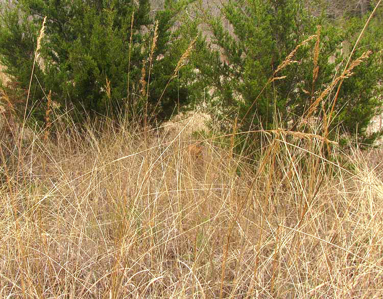 Indiangrass, SORGHASTRUM NUTANS