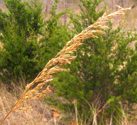 Indiangrass, SORGHASTRUM NUTANS, mature panicle