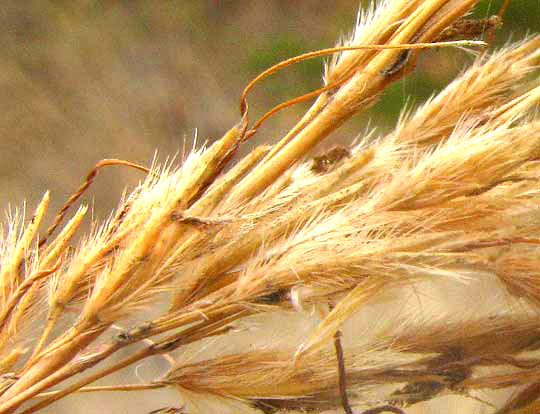 Indiangrass, SORGHASTRUM NUTANS, close-up of spikelets in panicle