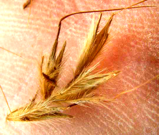 Indiangrass, SORGHASTRUM NUTANS, spikelets beside sterile pedicle