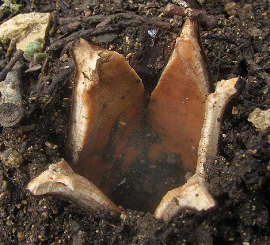 Texas Star Mushroom, CHORIOACTIS GEASTER, half open