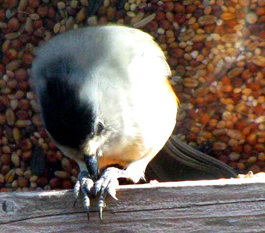 Black-crested Titmouse, BAEOLOPHUS ATRICRISTATUS, hold-hammering