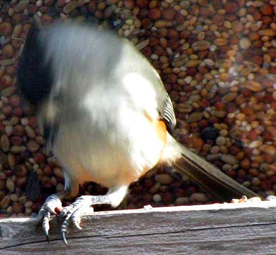 Black-crested Titmouse, BAEOLOPHUS ATRICRISTATUS, hold-hammering with beak open