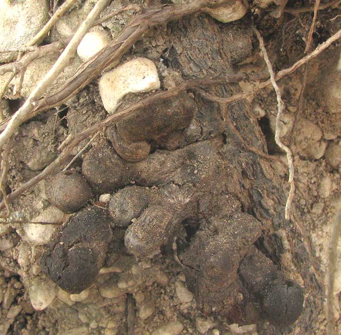 Oak Root Galls