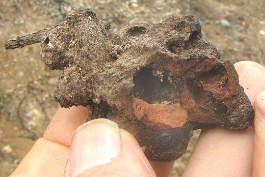 Oak Root Galls, open showing chambers