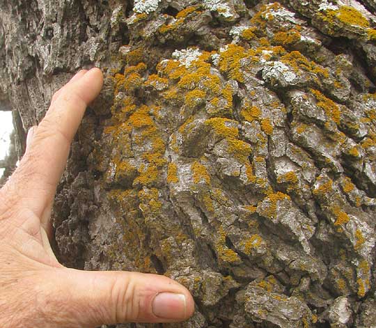 Bare-bottomed Sunburst Lichen, XANTHORIA FULVA, on tree bark