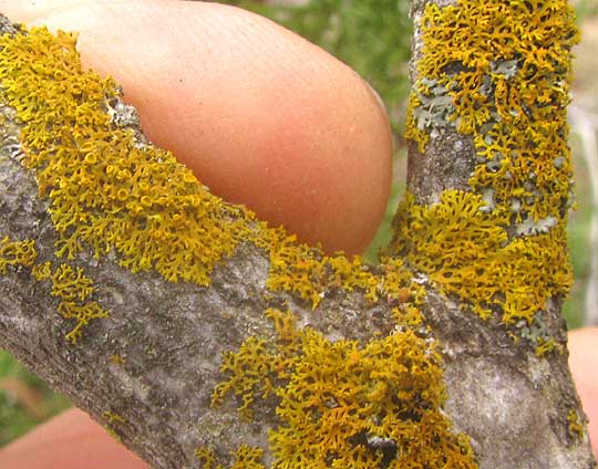 Bare-bottomed Sunburst Lichen, XANTHORIA FULVA, showing apothecia
