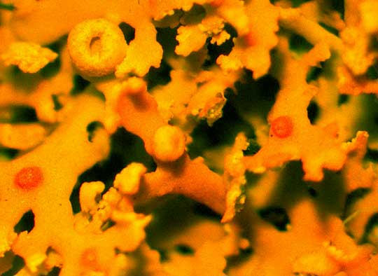 Bare-bottomed Sunburst Lichen, XANTHORIA FULVA, pycnidia
