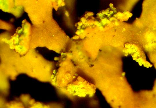 Bare-bottomed Sunburst Lichen, XANTHORIA FULVA, soredia