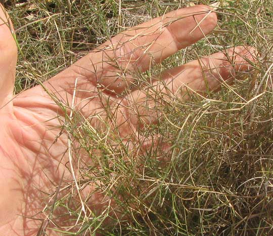 Aparejograss, MUHLENBERGIA UTILIS, leaves & stems