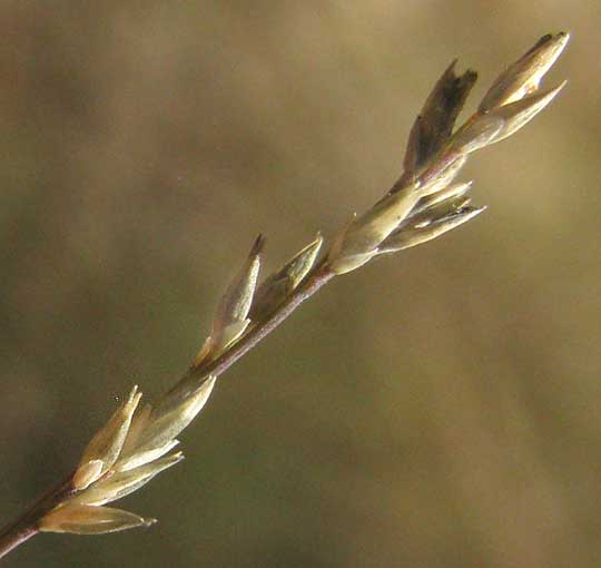 Aparejograss, MUHLENBERGIA UTILIS, spikelets