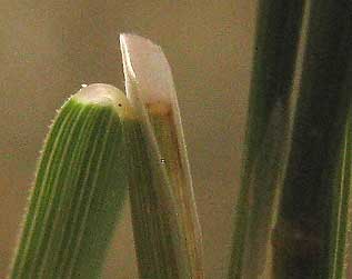 Aparejograss, MUHLENBERGIA UTILIS, ligule