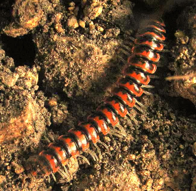 Eurymerodesmus millipede, genus EURYMERODESMUS