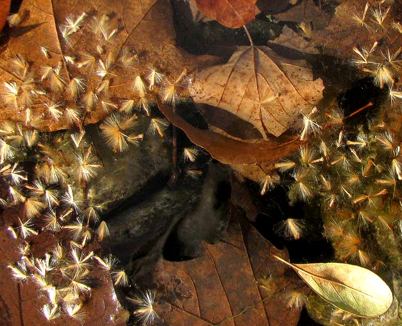 Sycamore fruits atop water