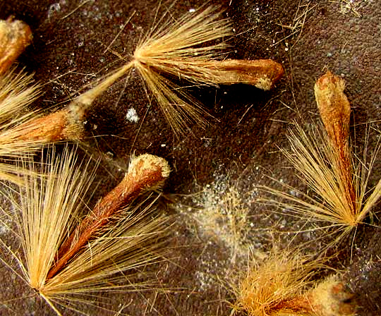 Sycamore achenes atop leaf