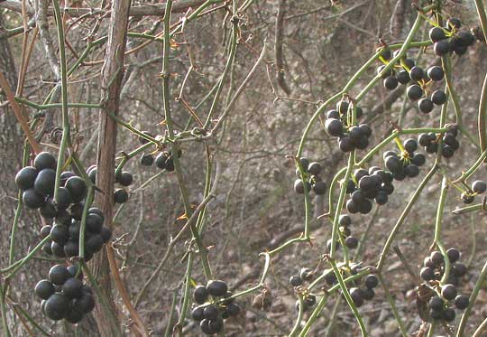 Greenbriar, SMILAX BONA-NOX, fruits in winter