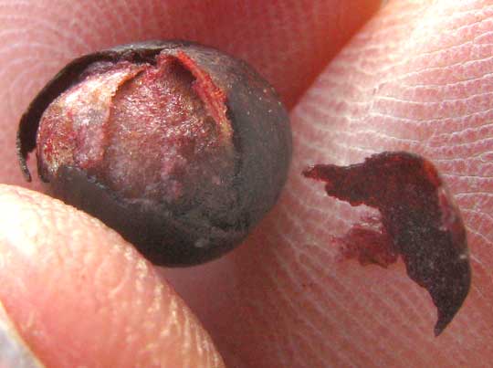 Greenbriar, SMILAX BONA-NOX, seeds inside fruit