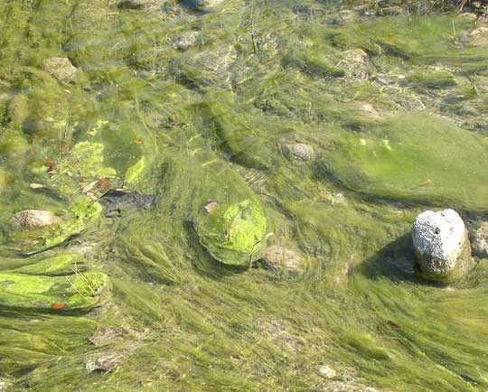 ZYGNEMA alga wrapping around rocks in stream
