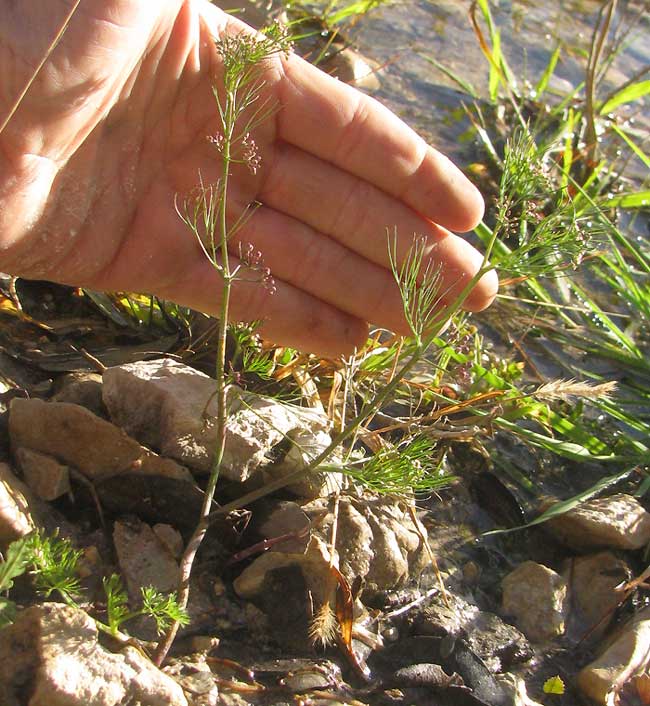 Marsh Parsley, CYCLOSPERMUM LEPTOPHYLLUM