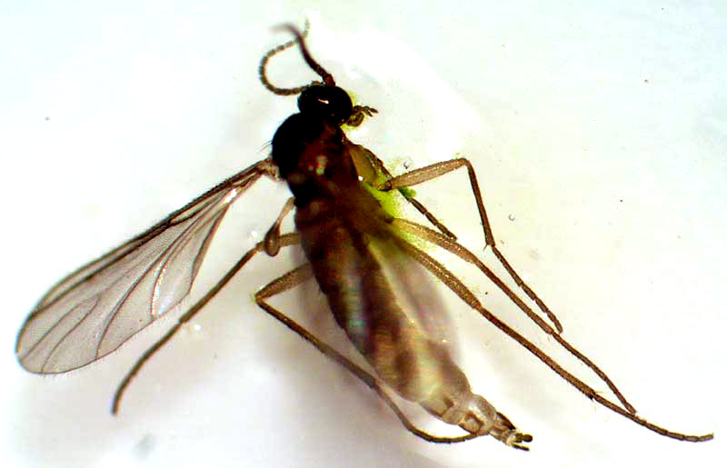 Dark-winged Fungus Gnat