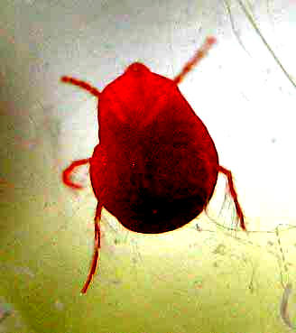 Red Water Mite, Hydracarina, ventral view