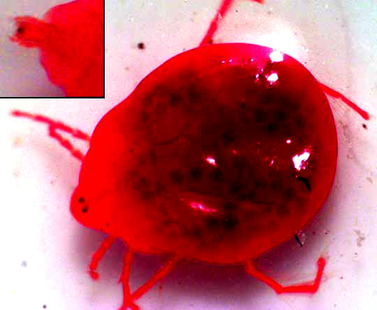 Red Water Mite, Hydracarina, dorsal view and view of mouthparts
