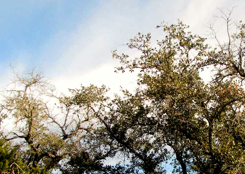 Oak Decline on Texas Live Oak, Quercus fusiformis