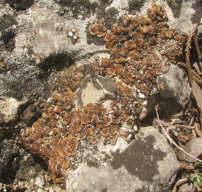 False Russell's Fishscale Lichen, PSORA PSEUDORUSSELLII